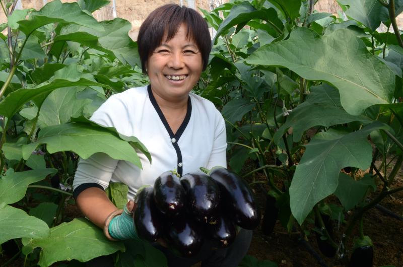 蔬菜種植鼓起農(nóng)戶“錢袋子”