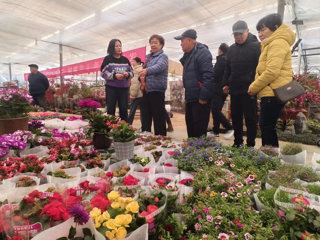 菏澤市：春節(jié)臨近 花市年味漸濃