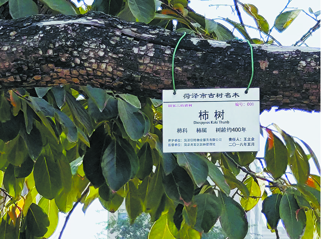 保護(hù)柿樹留住“根”