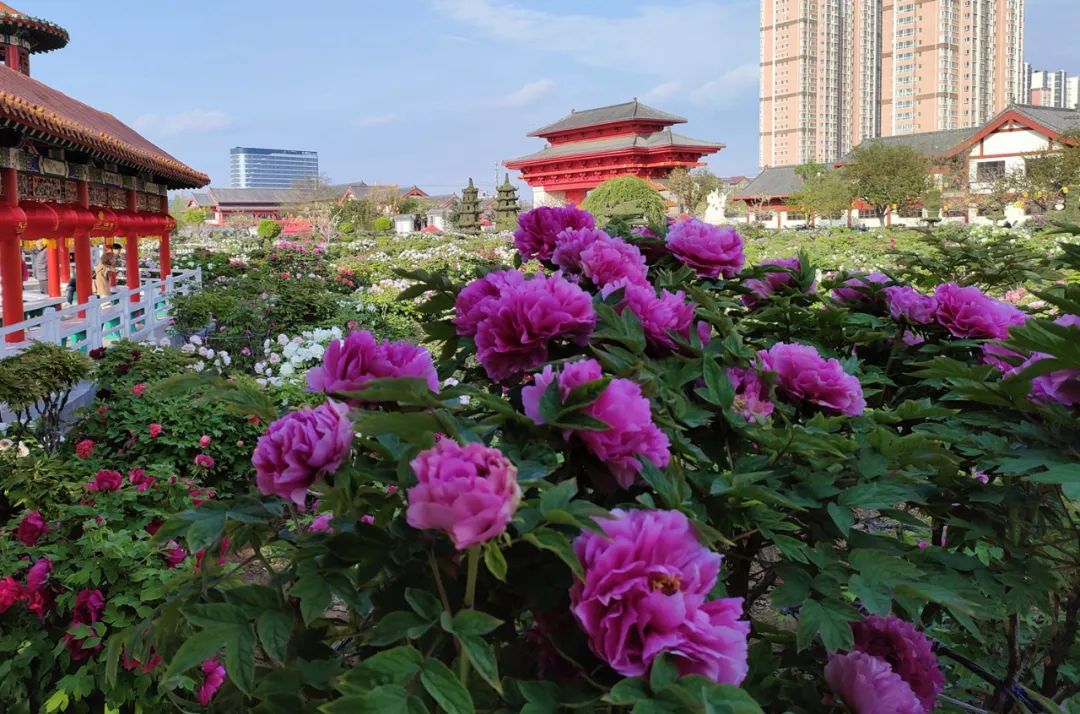 今年，菏澤牡丹預(yù)計(jì)4月8日進(jìn)入觀賞期！