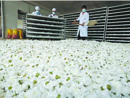 滿城盡帶黃金甲， 菏澤菊花綻放“美麗經(jīng)濟(jì)”