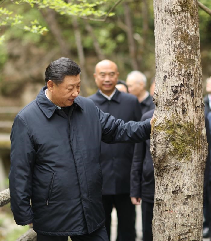 2020年4月20日，中共中央總書記、國家主席、中央軍委主席習近平在陜西考察調研。這是習近平在位于商洛市柞水縣的秦嶺牛背梁國家級自然保護區(qū)，考察秦嶺生態(tài)保護情況。 新華社記者 鞠鵬 攝