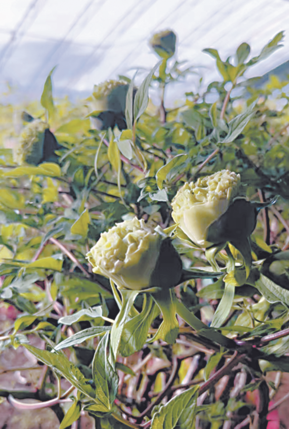 2570盆菏澤牡丹綻放“國(guó)色芳華”