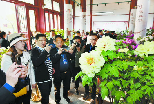 菏澤牡丹：獨(dú)立人間第一香