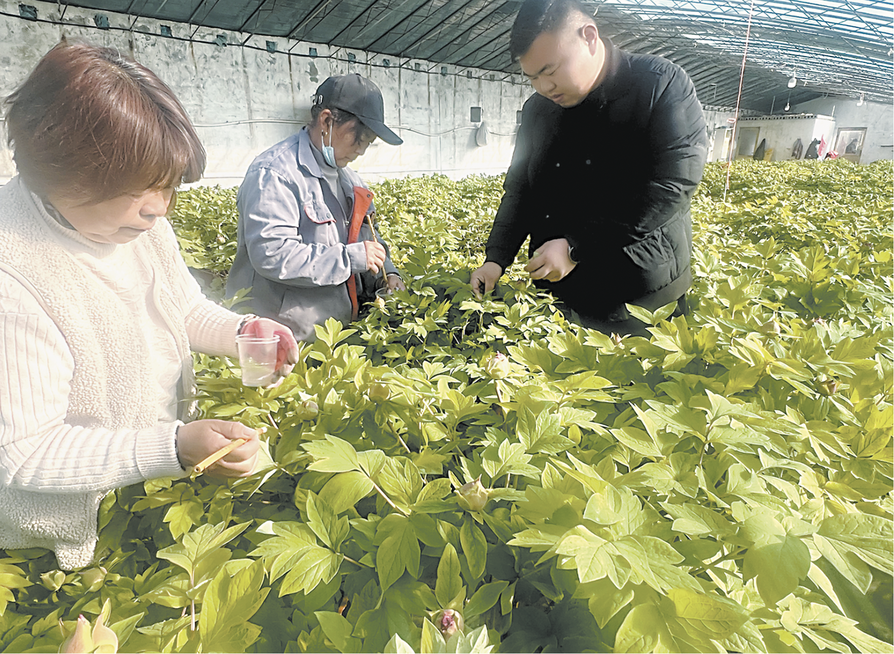《國色芳華》熱播帶火菏澤牡丹