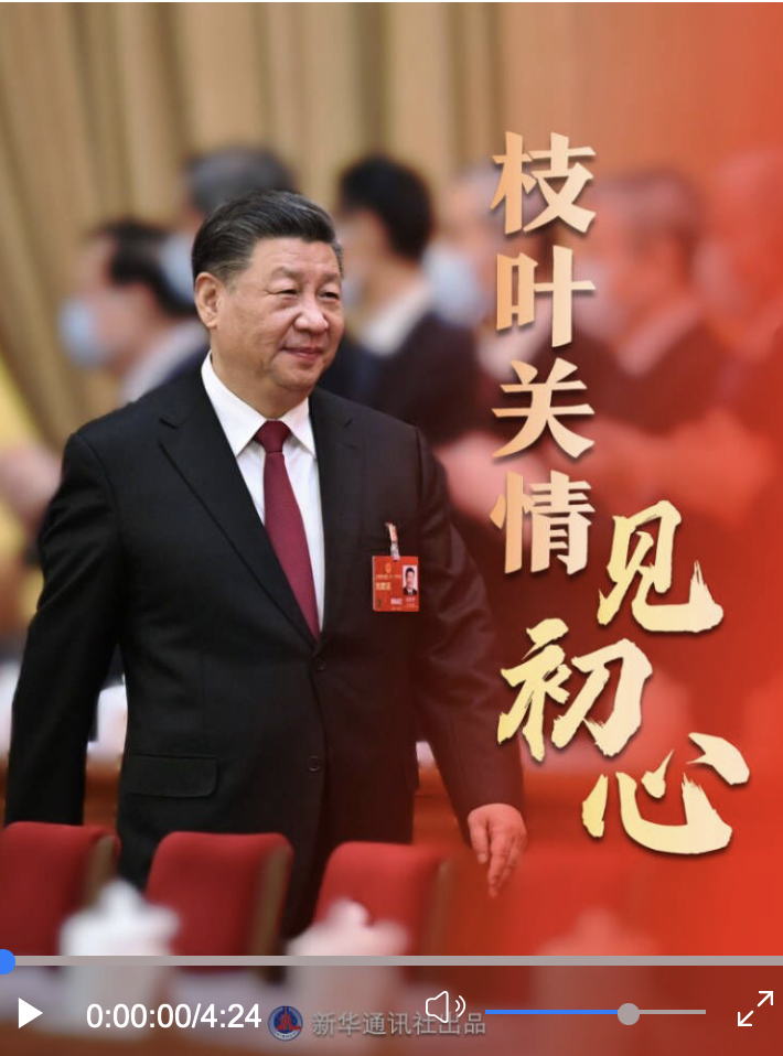時政微紀(jì)錄｜枝葉關(guān)情見初心