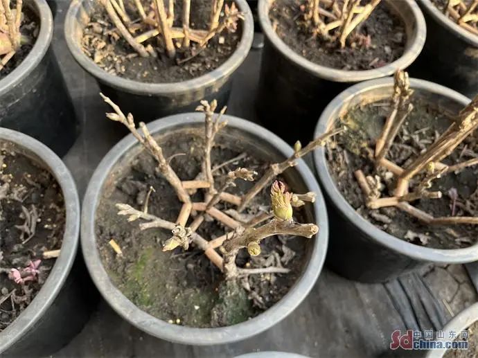 催花牡丹數(shù)量持續(xù)攀升，今年菏澤催花牡丹將突破60萬(wàn)盆！