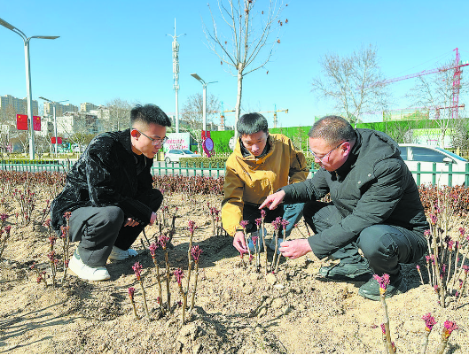 今春市區(qū)新增6萬余株牡丹芍藥