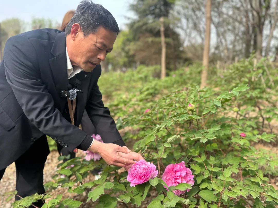 滿城芬芳！菏澤街頭氛圍感“拉滿”，等你來打卡！