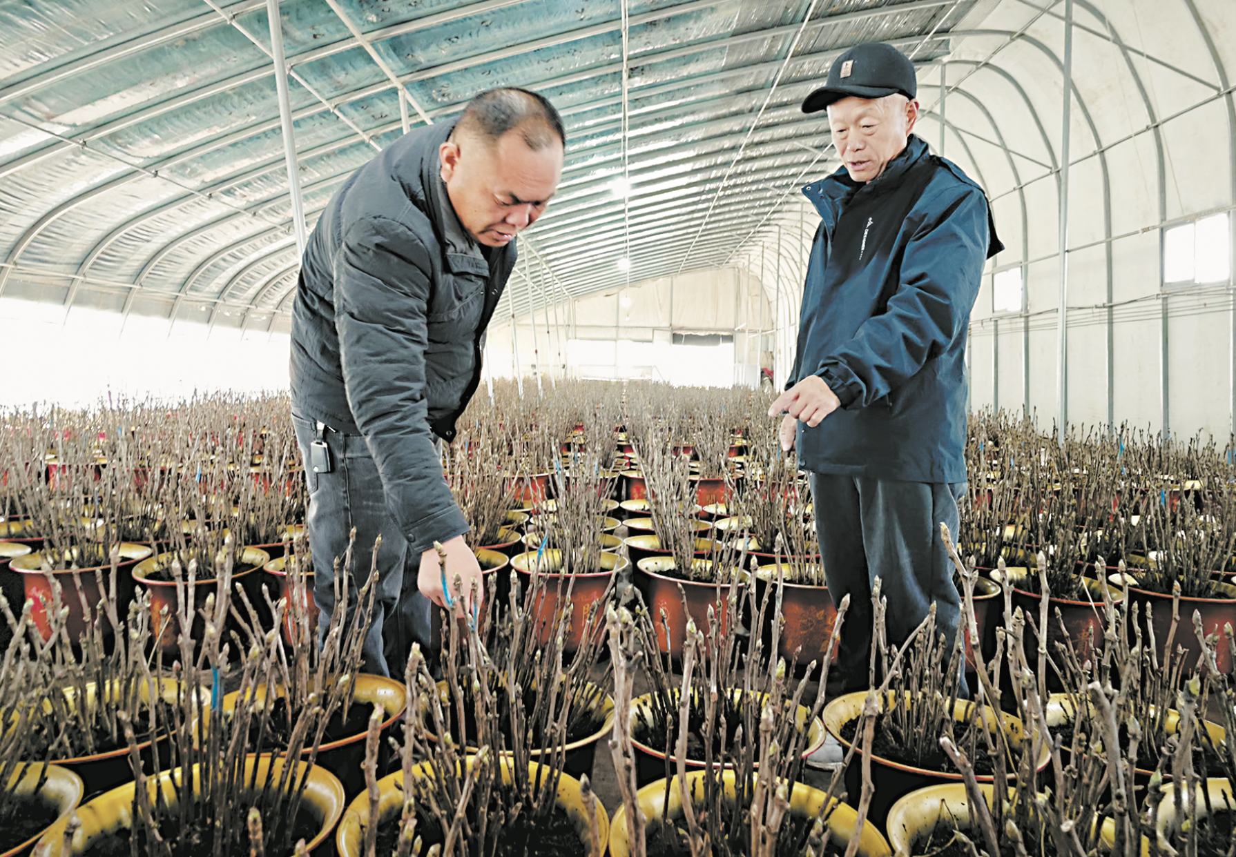 60萬盆催花牡丹共赴國色天香之約