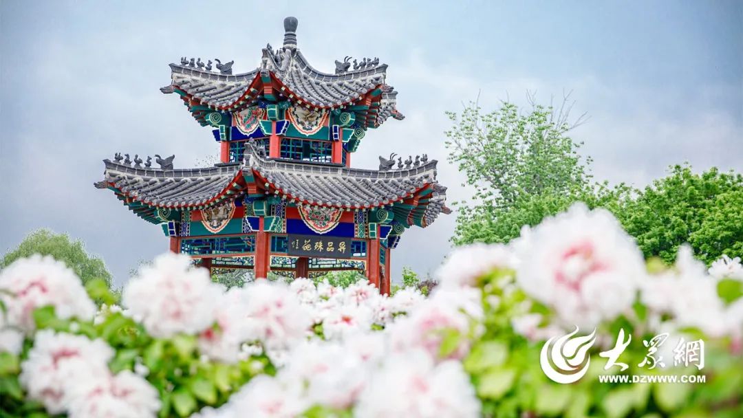 菏澤這么“寵”客，難怪要火……