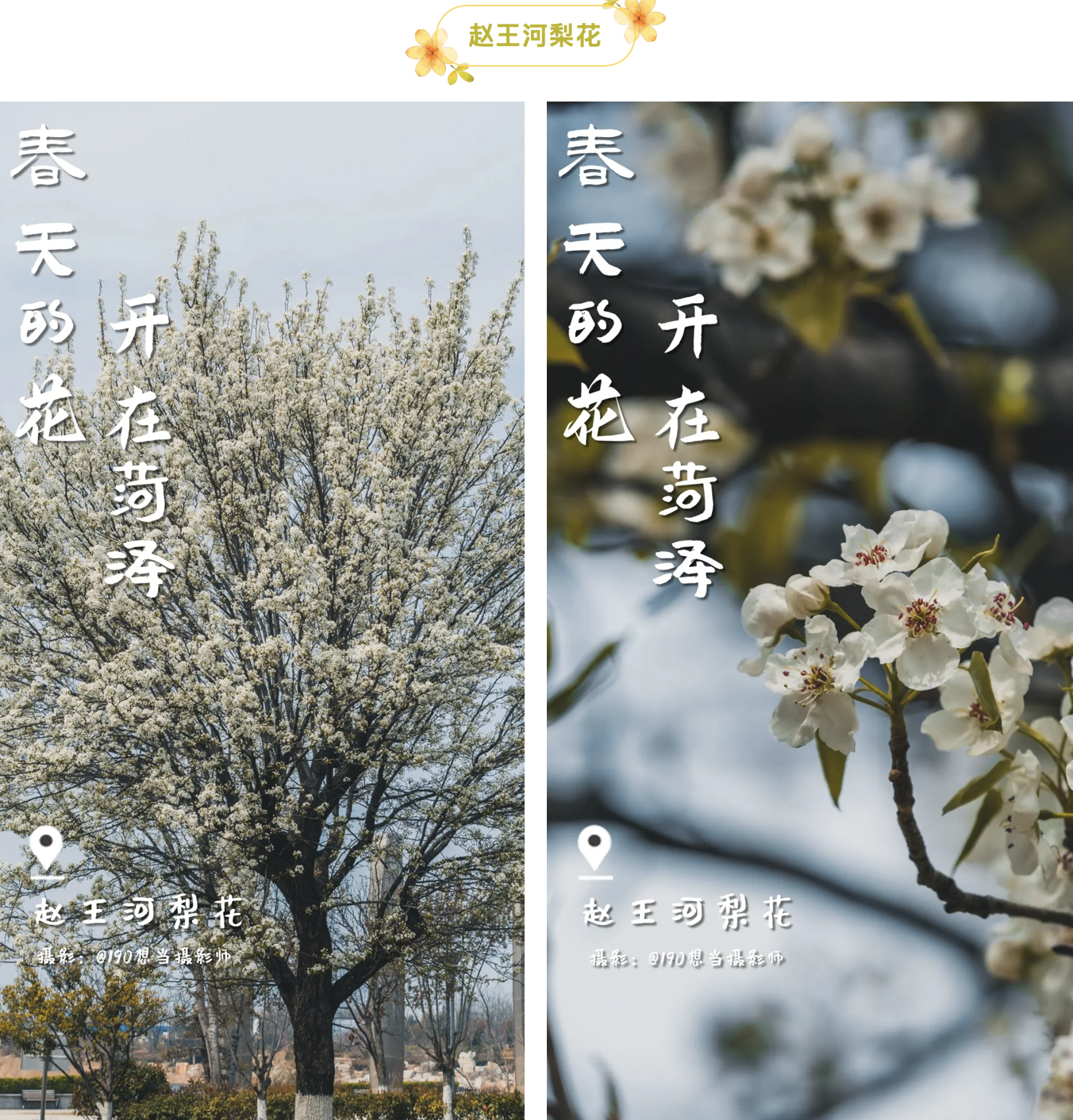 春天，怎么能不來菏澤賞花呢！