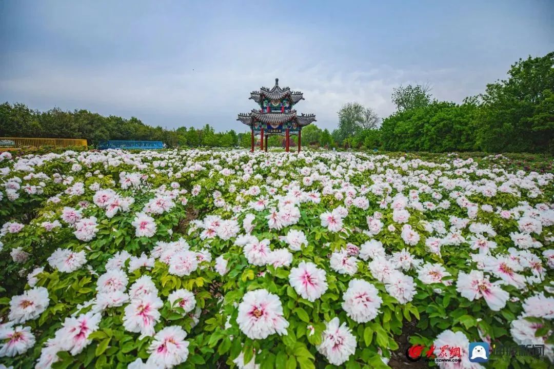 50張照片見證菏澤2023！