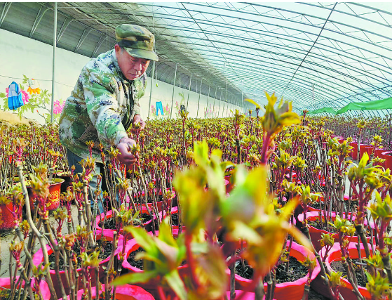菏澤催花牡丹進(jìn)入小風(fēng)鈴期預(yù)計(jì)價(jià)格與往年持平，國(guó)產(chǎn)品種一等品每