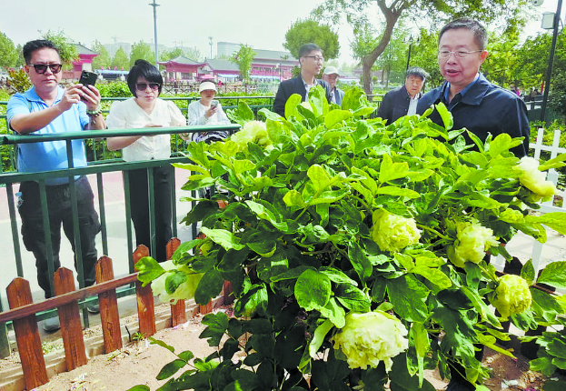 從3月底開到“五一”假期這棵顏色最綠的牡丹迎來超長花期