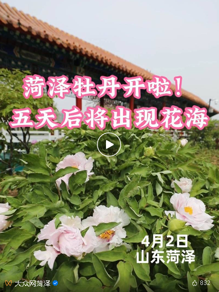 4月7日左右，菏澤可觀賞牡丹花海！本地車輛不限行！