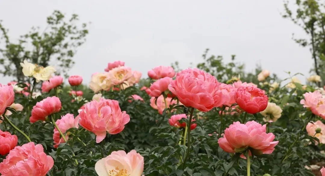 五月花神報(bào)道！收下這份“芍藥旅圖”！