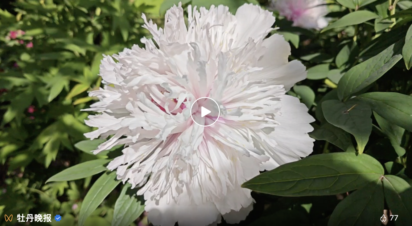 火爆全網(wǎng)的“銀絲貫頂”花開菏澤！