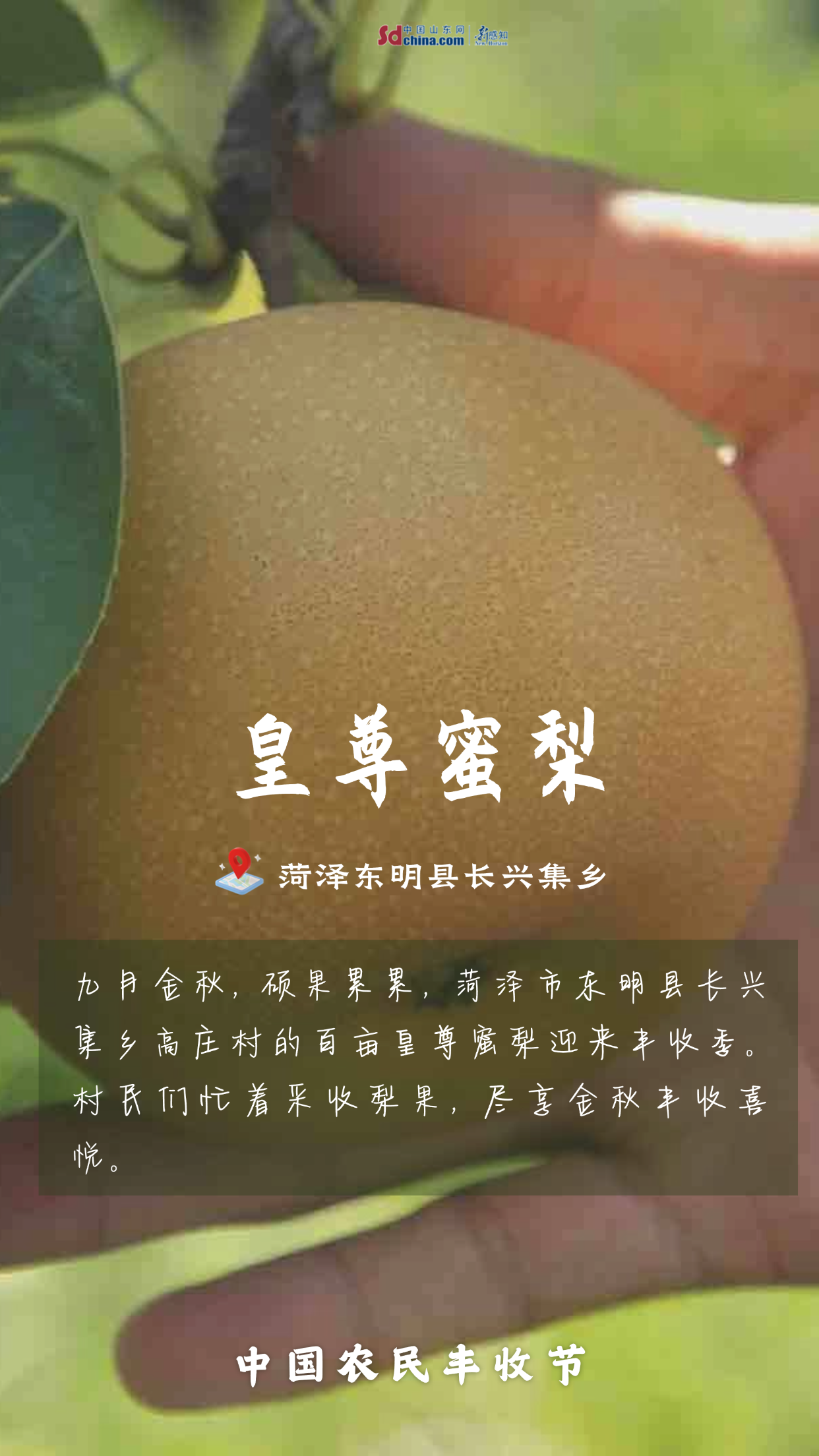 打開App 豐收那么美！一起領(lǐng)略菏澤好“豐”景