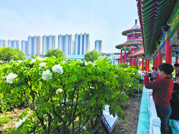 早花牡丹漸次綻放 菏澤迎來“花海人潮”景觀