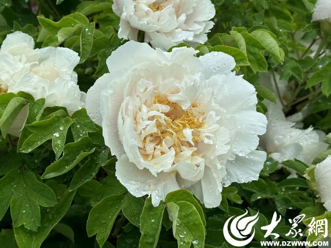 又是被刷新認知的一天！菏澤牡丹果然是不一樣的“煙火”！