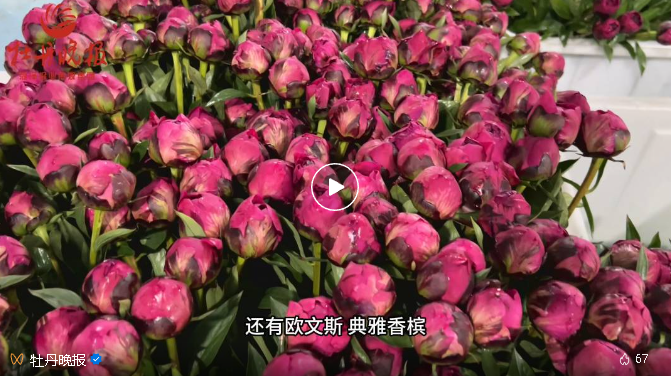 不止有牡丹，菏澤芍藥等不及要接棒啦！