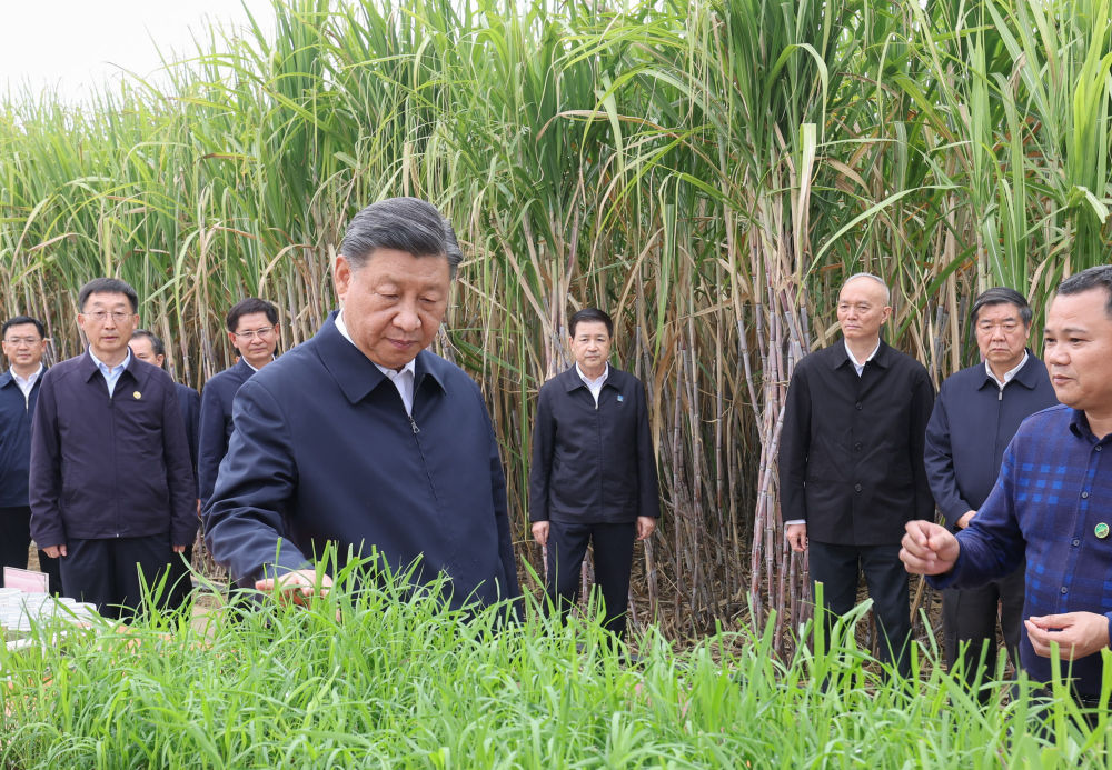 第1視點(diǎn)丨讓甘蔗的“兩頭”更甜更長久