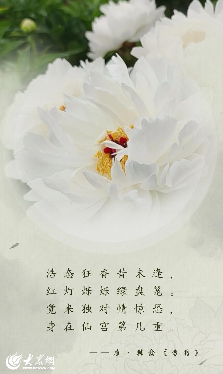 芍藥花開 “五一”來菏澤賞初夏勝景