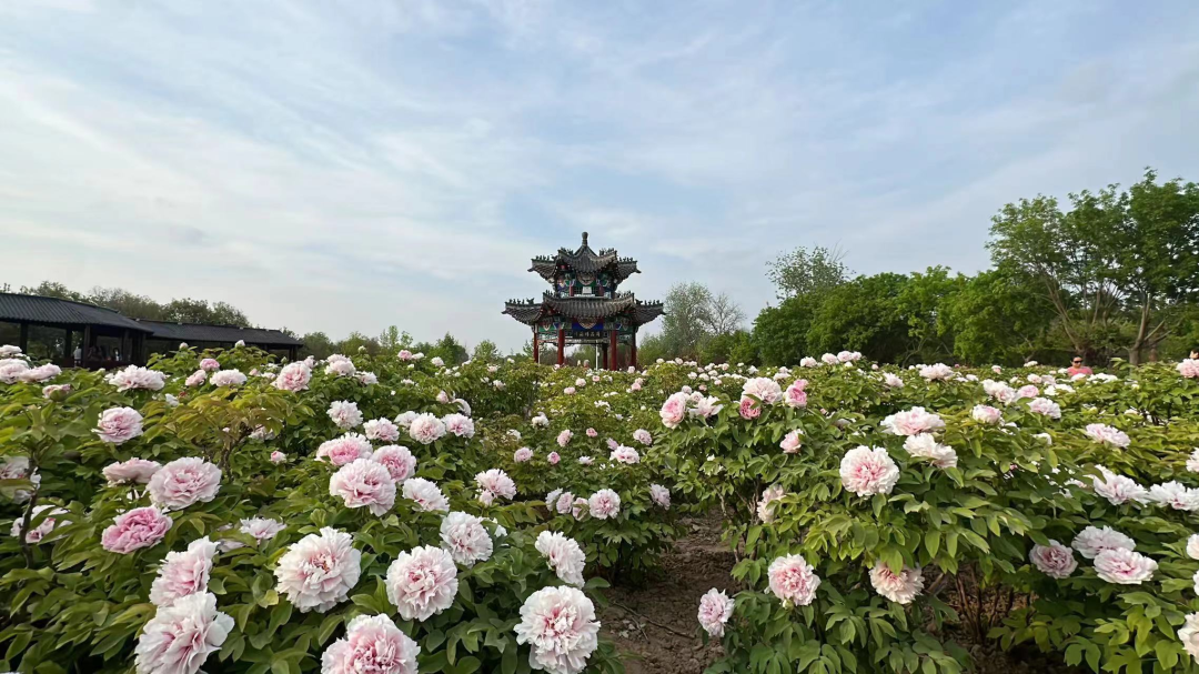 蘇軾與山東（6）那些年，蘇軾在山東看牡丹