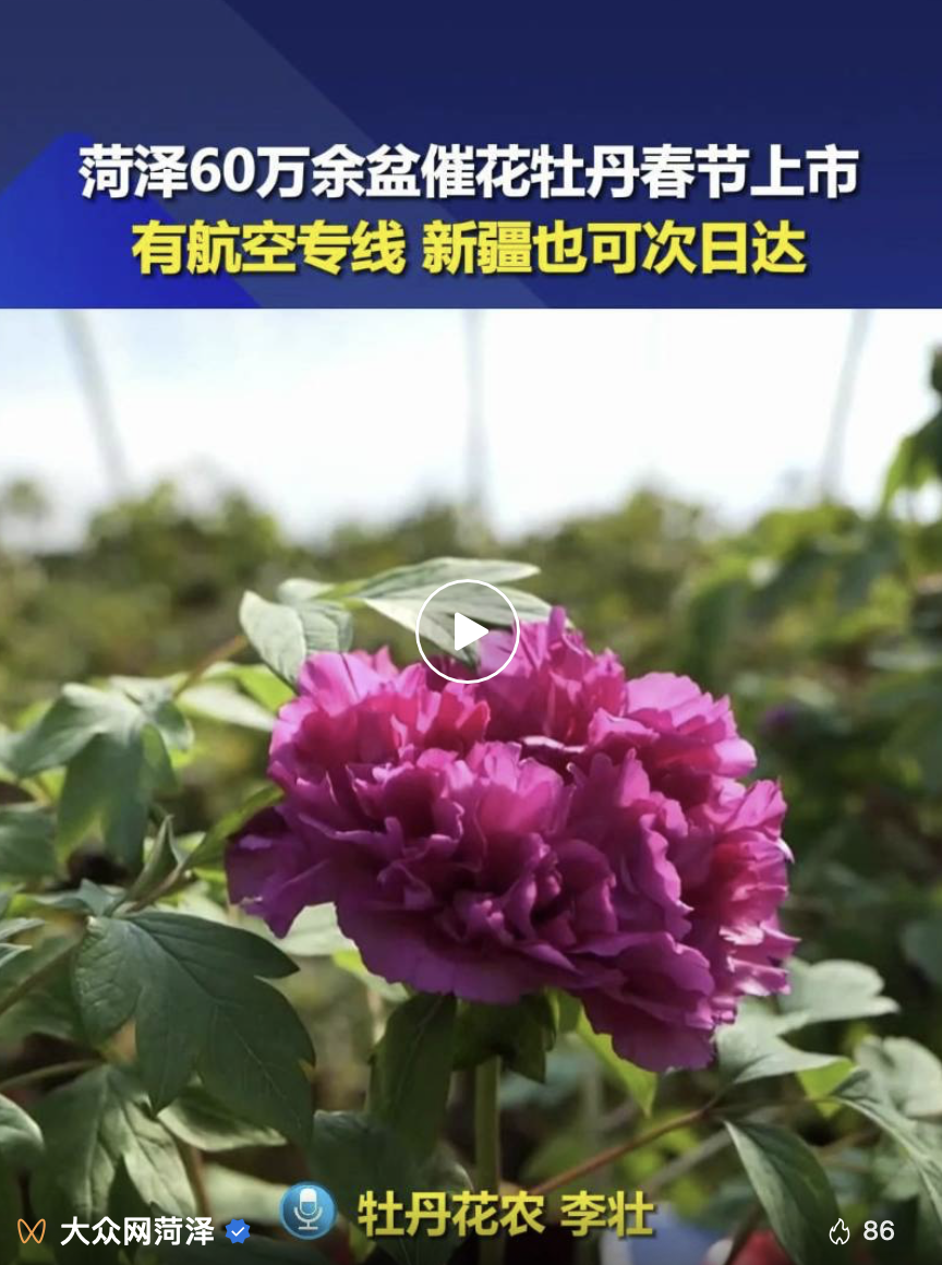 這就是山東·菏澤 | 催花牡丹坐飛機(jī)！新疆也可兩天到！