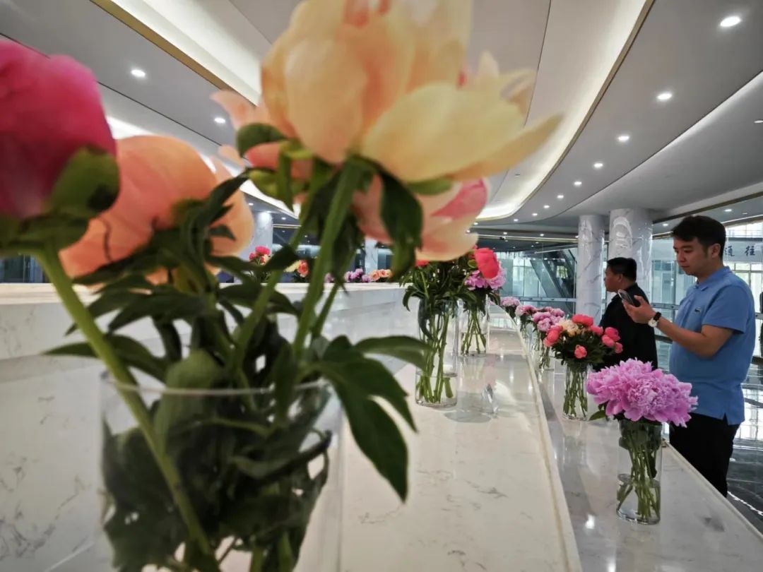 菏澤牽手昆拍，芍藥綻放“花樣年華”