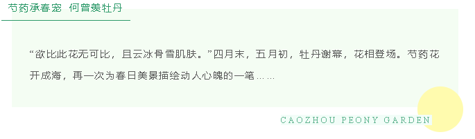 @全體菏澤人，曹州牡丹園開始寵自家人了