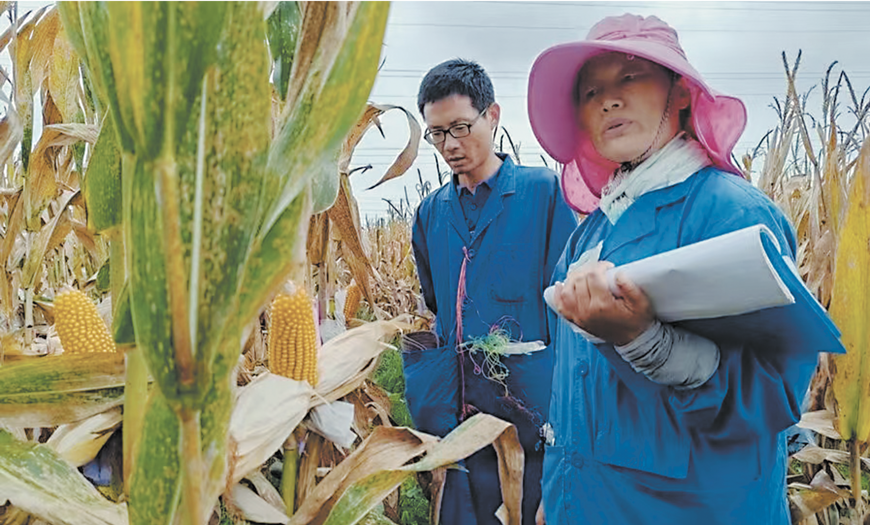 市農(nóng)科院：南繁加代引領種業(yè)高質(zhì)量發(fā)展