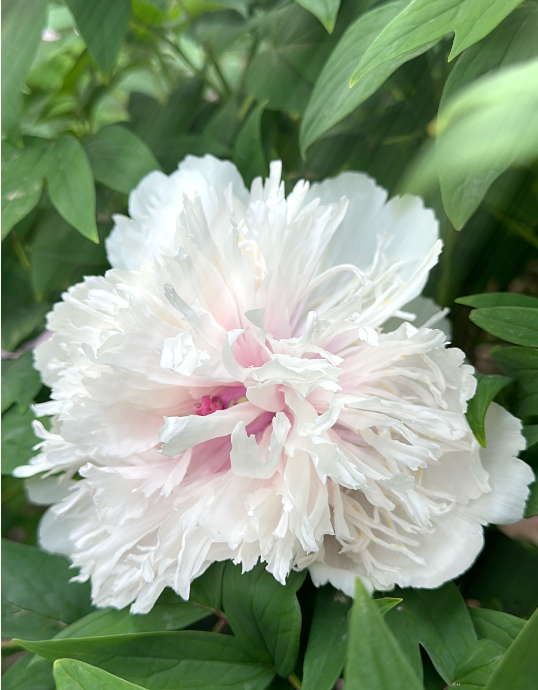 點(diǎn)開(kāi)這朵“富貴花”！讓菏澤牡丹在你掌心盛開(kāi)！