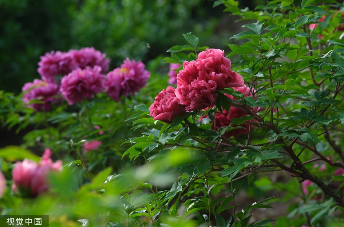 閃電深1度｜以花為媒，菏澤文旅“出圈”更“出彩”
