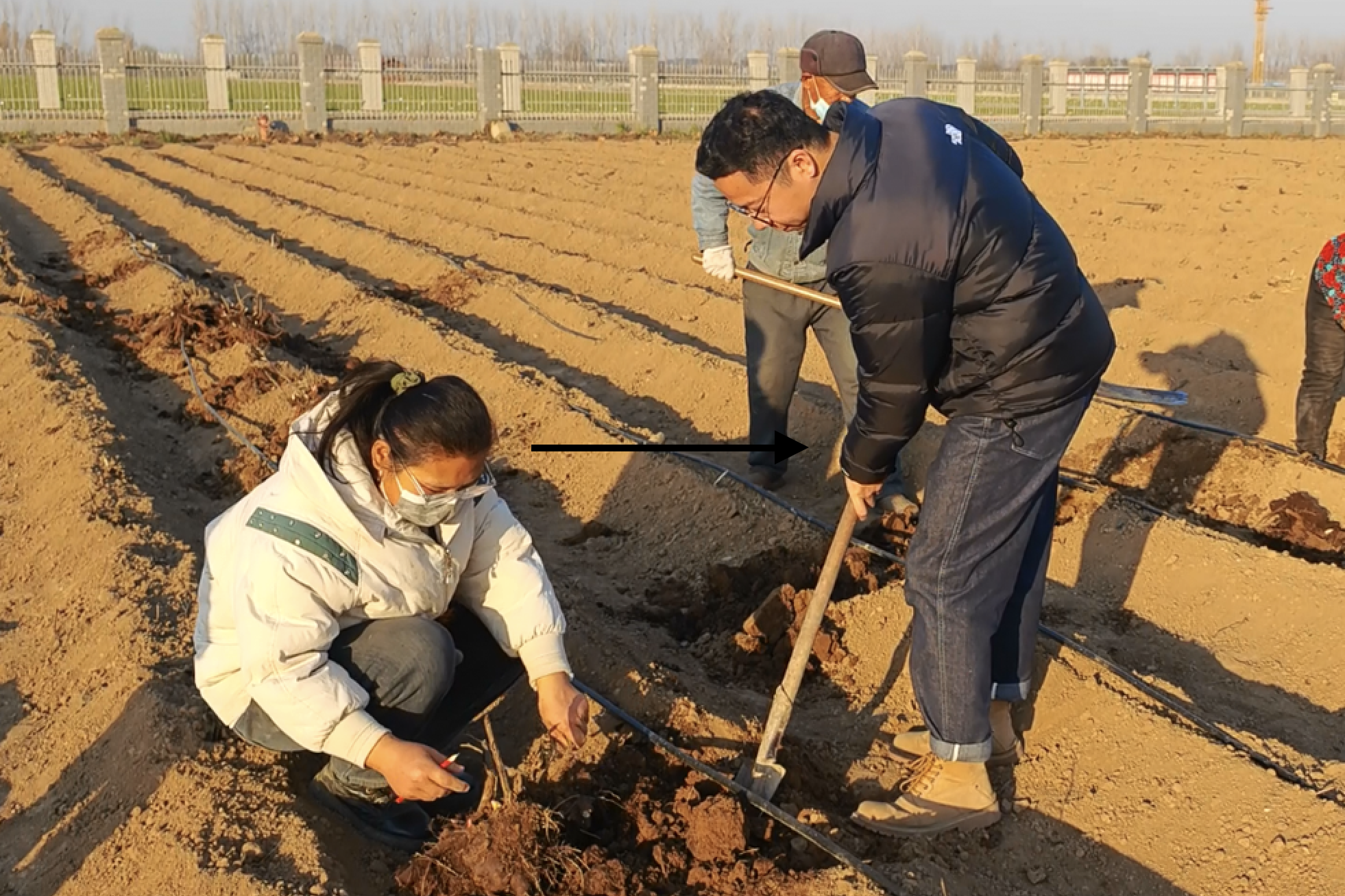 強強合作 共建牡丹芍藥引種實驗馴化基地