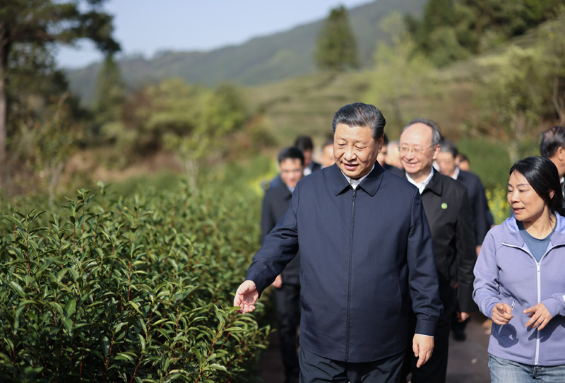 2021年3月22日下午，習(xí)近平在福建省南平市武夷山市星村鎮(zhèn)燕子窠生態(tài)茶園，察看春茶長勢，了解當(dāng)?shù)夭璁a(chǎn)業(yè)發(fā)展情況。