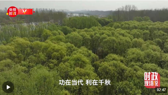 時(shí)政現(xiàn)場(chǎng)說丨植樹添新綠 不負(fù)好時(shí)節(jié)