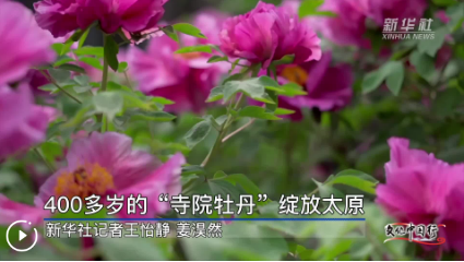 文化中國行｜400多歲的“寺院牡丹”綻放太原