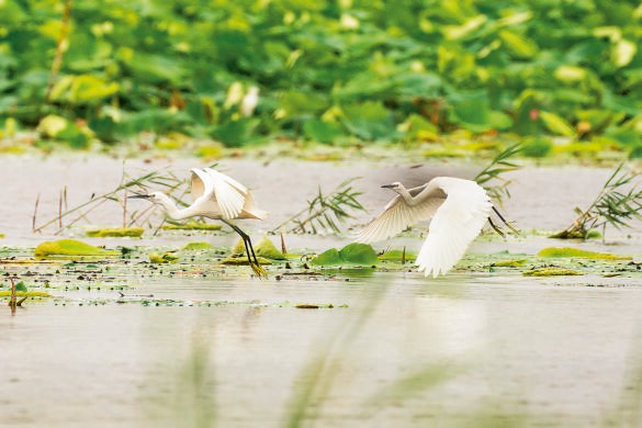 鳥兒在白洋淀水面上飛舞（2022年7月10日攝）。新華社發(fā)（李鑫攝）