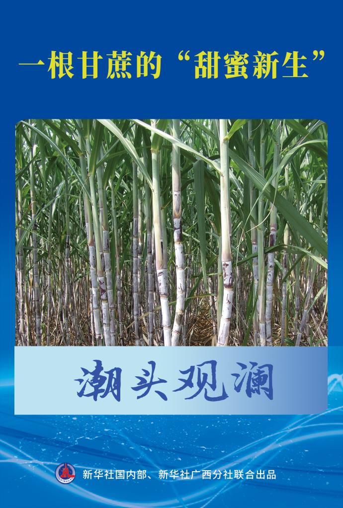 潮頭觀瀾｜一根甘蔗的“甜蜜新生”