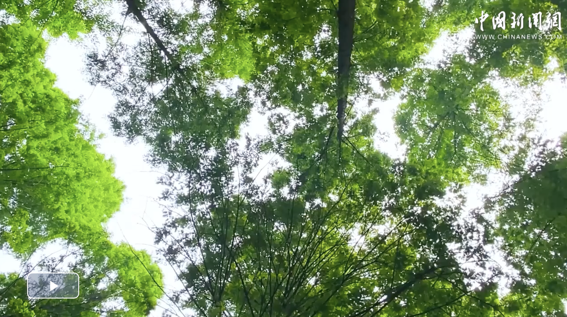 習(xí)言道｜不斷增厚我們的“綠色家底”