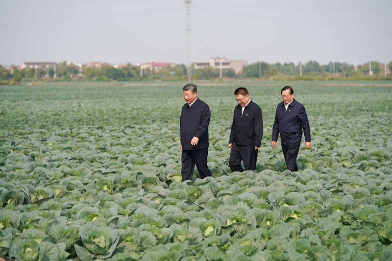 2024年11月5日，習(xí)近平總書記在湖北嘉魚潘家灣鎮(zhèn)十里蔬菜長廊考察。