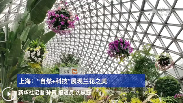 文化中國(guó)行｜上海：“自然 科技”展現(xiàn)蘭花之美