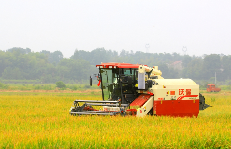 早稻收割忙，農(nóng)機(jī)來助力。常德市鼎城區(qū)融媒體中心供圖