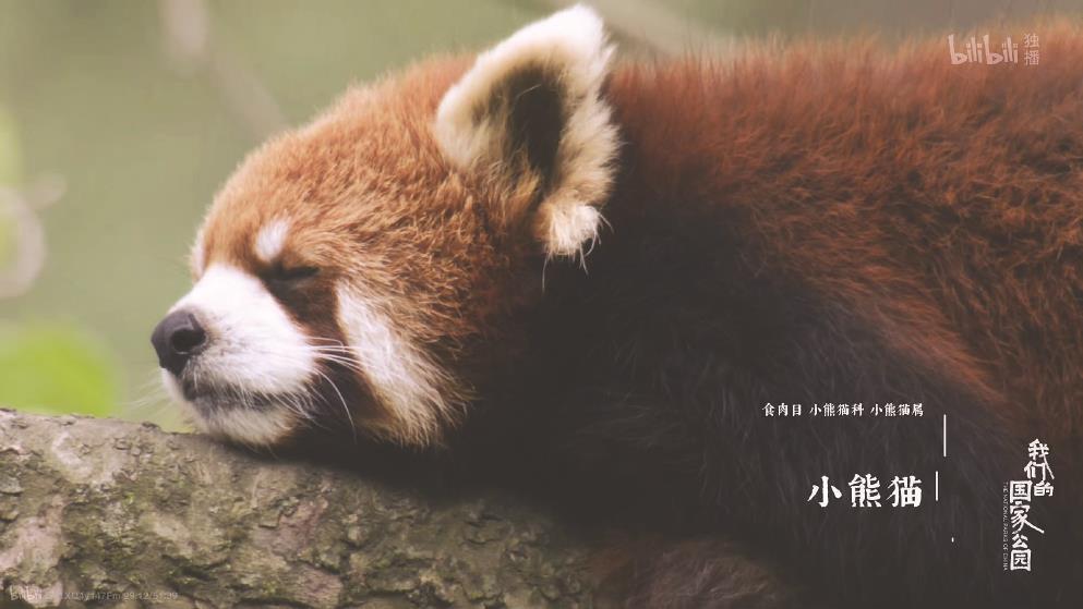 《我們的國(guó)家公園》：用鏡頭尋找人與自然的“焊點(diǎn)”