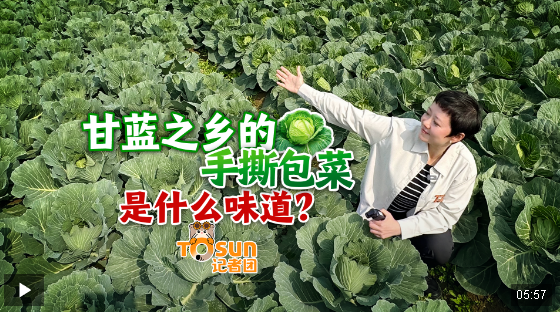 時政Vlog丨甘藍之鄉(xiāng)的手撕包菜是什么味道？