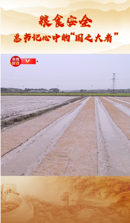 糧食安全 中國飯碗 總書記心中的“國之大者”