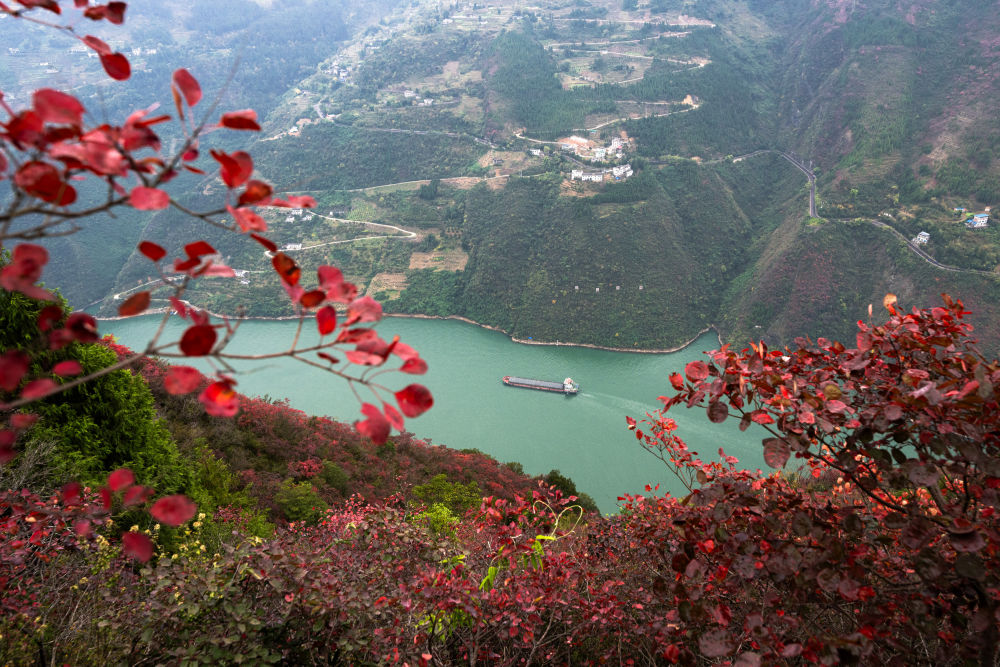 船舶行駛在紅葉掩映下的長江三峽重慶市巫山縣水域（2023年11月30日攝）。新華社記者 肖藝九 攝