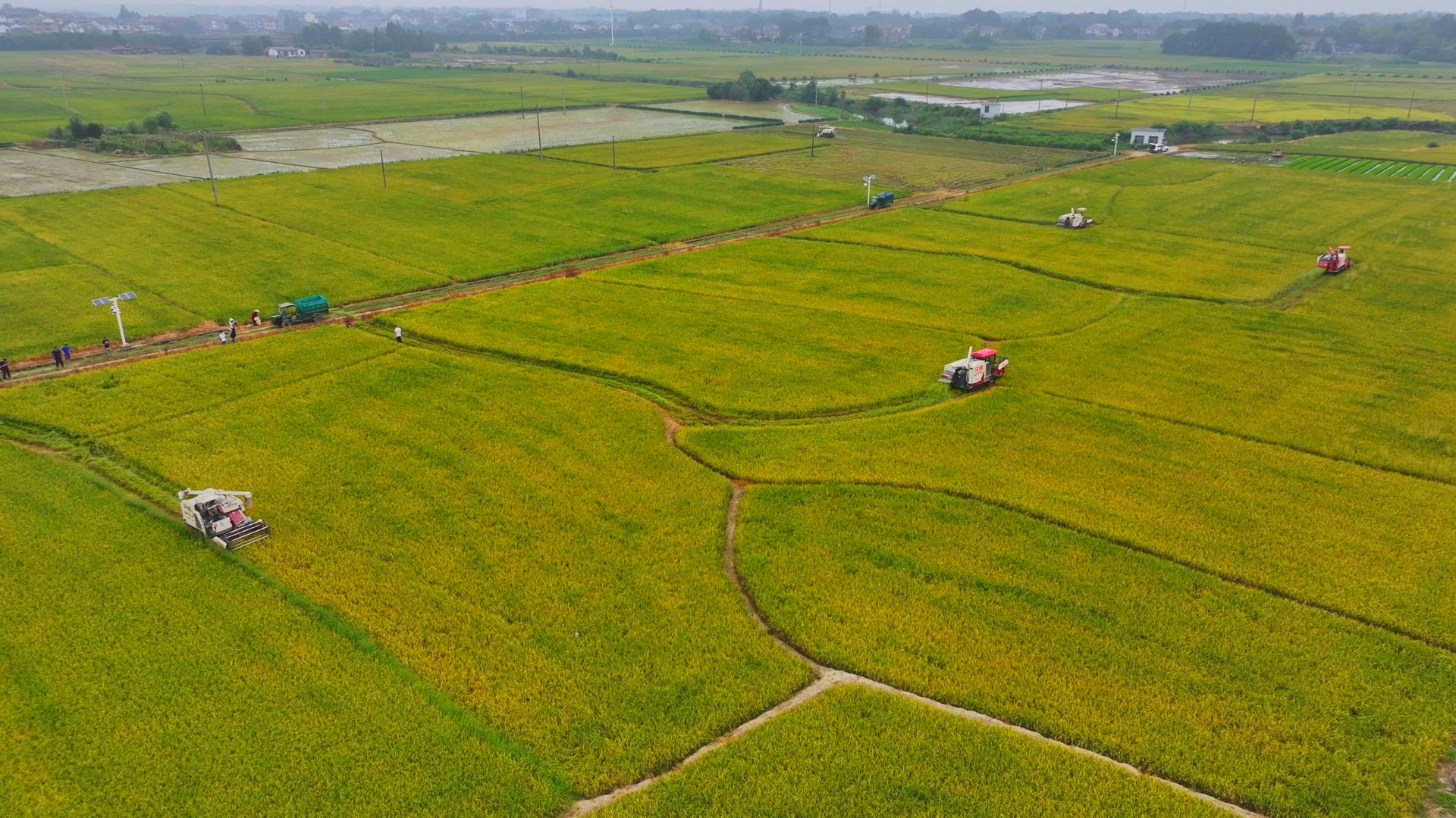 數(shù)臺收割機(jī)同時作業(yè)。常德市鼎城區(qū)融媒體中心供圖